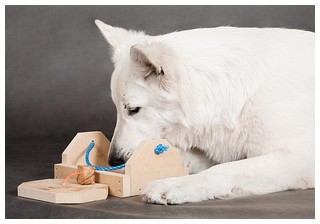 IQметр - развивающие игрушки для собак