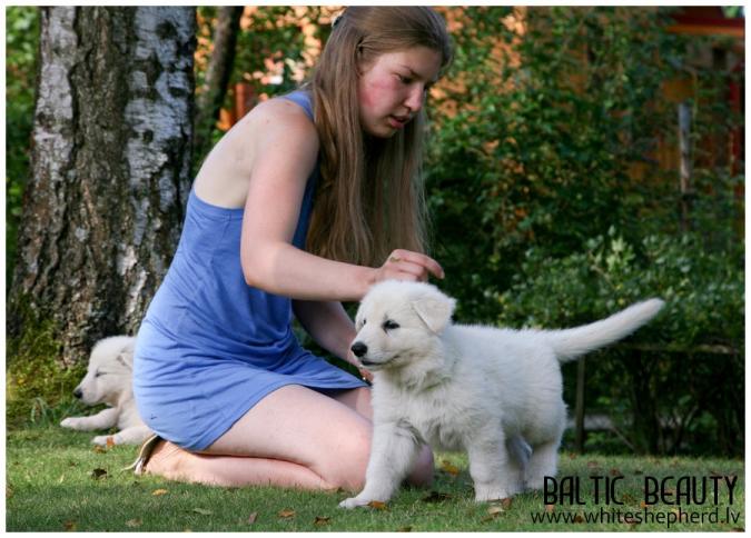 белая овчарка