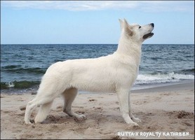 Белая овчарка Rutta-X Royalty Kathreen