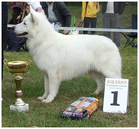 Белая овчарка Rokke BBI World Winner 2008!