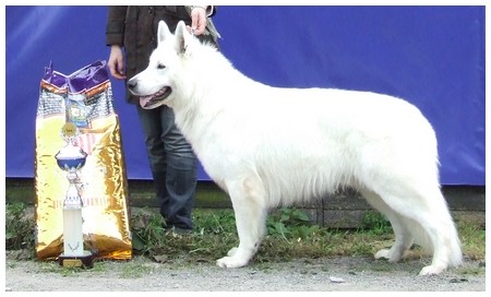 Белая овчарка Rokke BBI World Winner 2008!